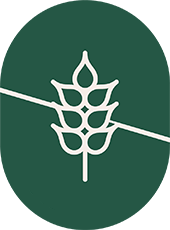 Stalk of wheat